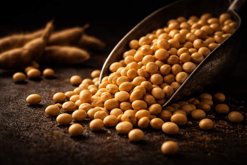 Brazilian Soybeans